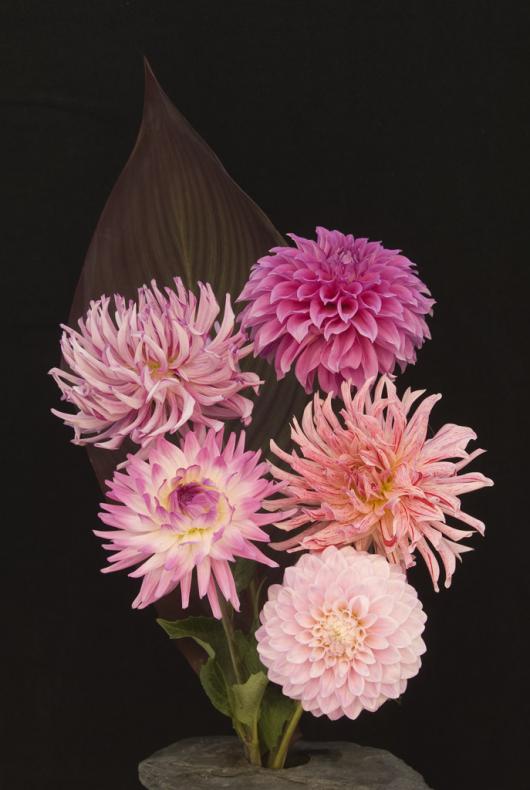 _DSC4446w - Pink Dahlias ©2009 Barbara Swanson