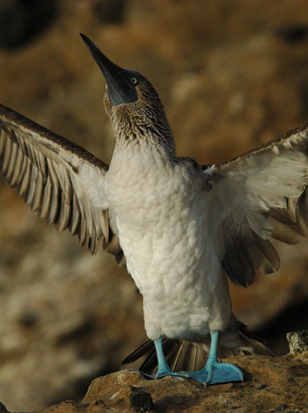 bs006 - Blue Footed Boobyﾠ©2004 Barbara Swanson