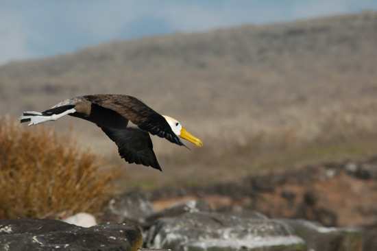 bs013 - Waved Albatross (Espanola) ﾠ©2004 Barbara Swanson