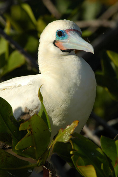 bs024 - Red Footed Booby, White Morph (Genovesa) ﾠ©2004 Barbara Swanson