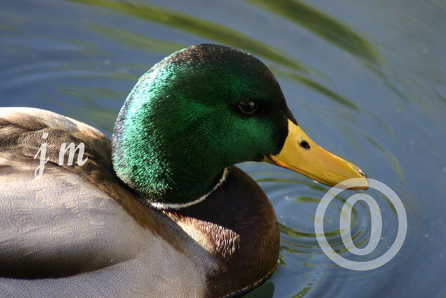 jm04 - Duck on a Pond
 ©2005