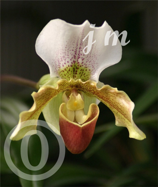 jm11 - Orchid #1 ©2005 Joyce A. Mate
