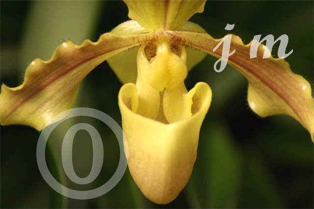 jm12 - Orchid #2 ©2005 Joyce A. Mate