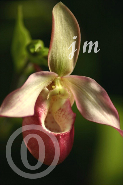 jm13 - Orchid #3 ©2005 Joyce A. Mate