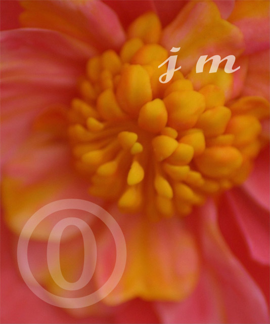 jm16 - Soft-touch Floral ©2005 Joyce A. Mate