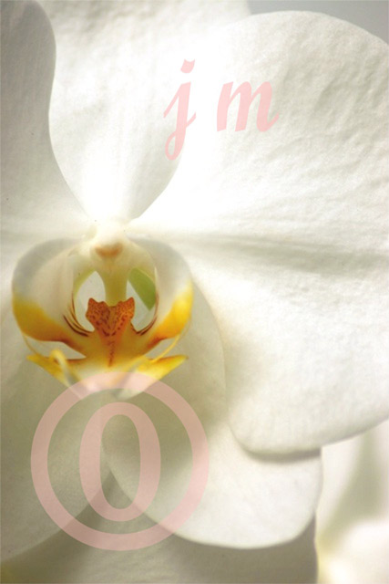 jm17 - White Orchid ©2005 Joyce A. Mate