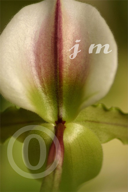 jm19 - Orchid #4 ©2005 Joyce A. Mate