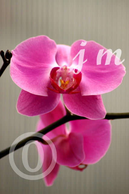 jm23 - Orchids #1 ©2005 Joyce A. Mate