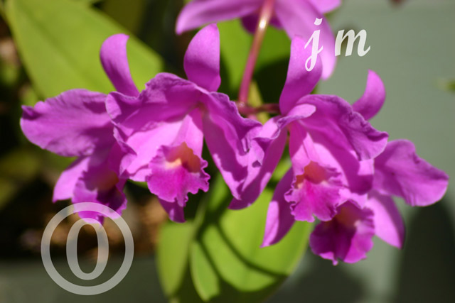 jm26 - Sun-drenched Orchids ©2005 Joyce A. Mate