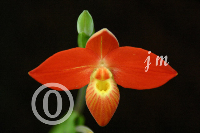 jm27 - Orchid Superb ©2005 Joyce A. Mate