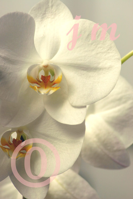 jm29 - White Orchids #1 ©2005 Joyce A. Mate