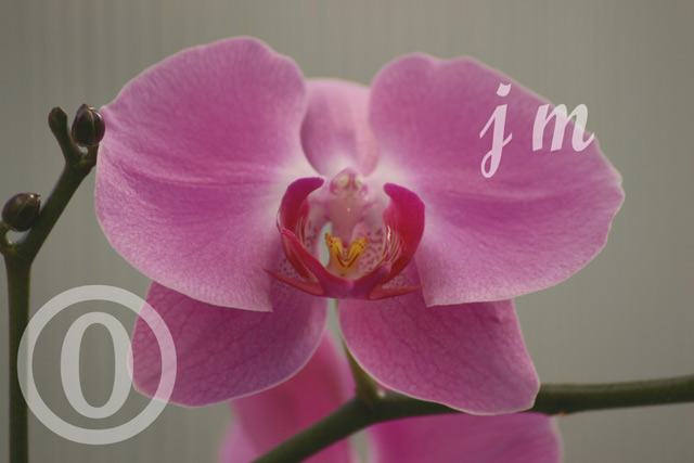 jm30 - Orchids #2 ©2005 Joyce A. Mate