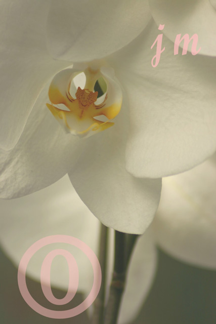jm31 - White Orchids#2 ©2005 Joyce A. Mate