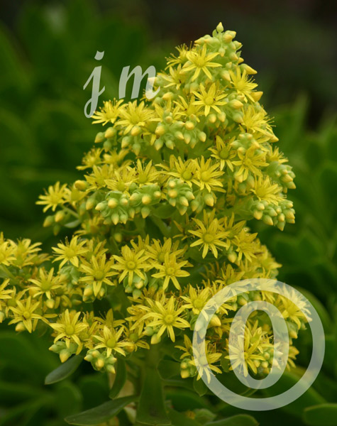 jm60 - Yellow Cascadeﾠ©2005 Joyce A. Mate