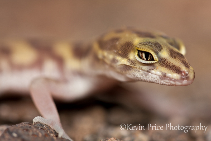 web-2471 - Banded Gecko ©2011 Kevin Price