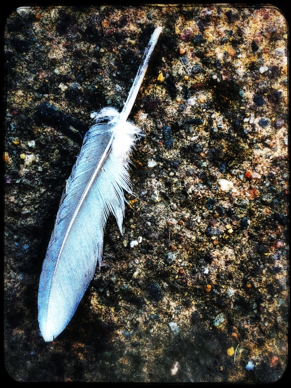 IMG_0003 - FEATHER_2
©2018 Patricia Williams