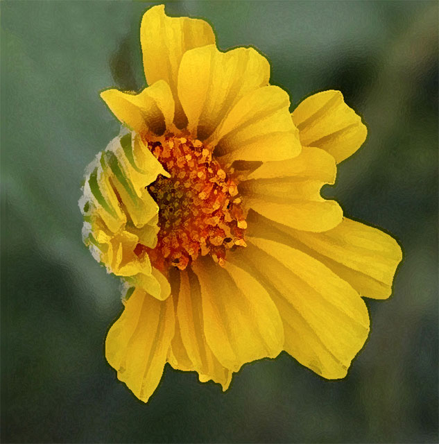 card021 - Desert Sunflower ﾠ©2005 Katherine Larsen