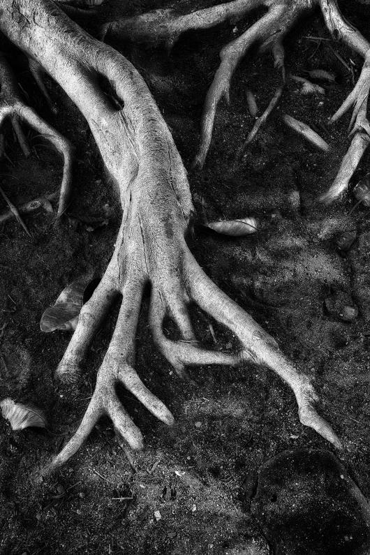 TreeRoots - Tree Roots ©2014 Steve Schlesinger