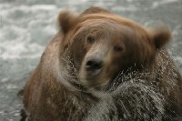 bear