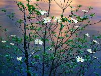 dogwoods