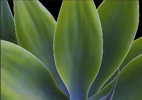 Agave