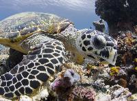 Sea Turtle