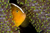 skunk_anemonefish