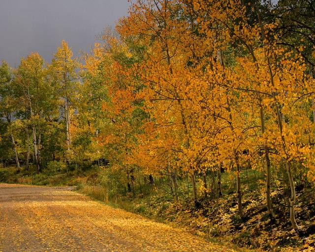 cb05 - The Golden Road ©2005 Carrie Barton