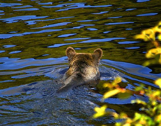 dsc_6030w - Afloat ©2004 Carrie Barton