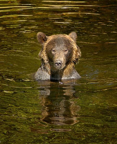 dsc_6038w - Dripping Bear ©2004 Carrie Barton