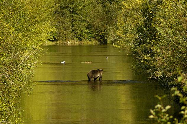 dsc_6154w - River Griz ©2004 Carrie Barton