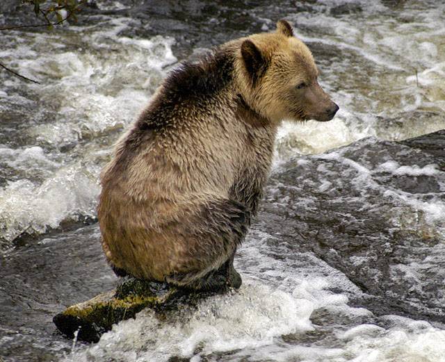 dsc_6466w - Little Sitting Bearﾠ©2004 Carrie Barton