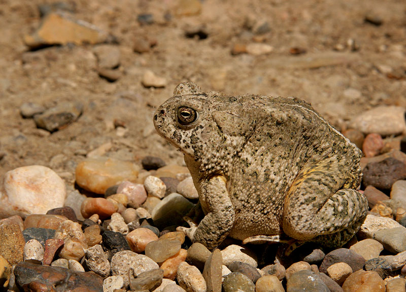 XP9F0001w - Toadally Badlands ©2009 Carrie Barton