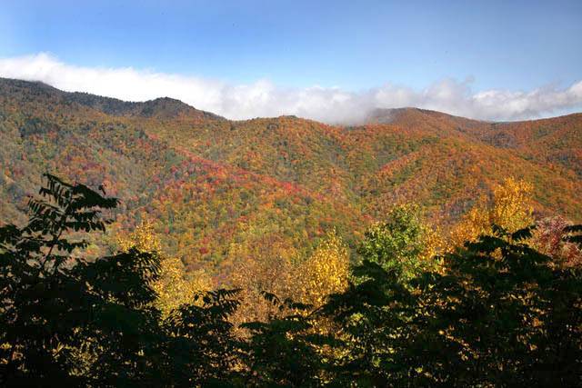 25 - Smoky Mountain Fall #2 ©2006 Carrie Barton