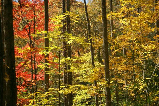 44 - Pisgah Forest, NC ©2006 Carrie Barton