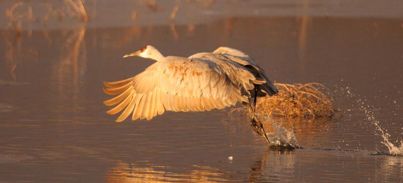 Bosque-2 - Morning Take-off ©2009 Dan Stevenson