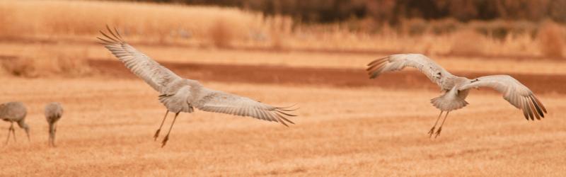 Bosque-2838 - Landing in the Cornfield ©2009 Dan Stevenson