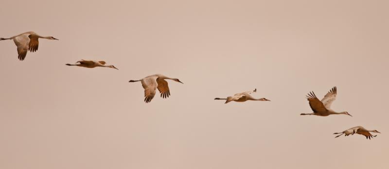 Bosque-2873 - Sandhill Cranes in Flight ©2009 Dan Stevenson