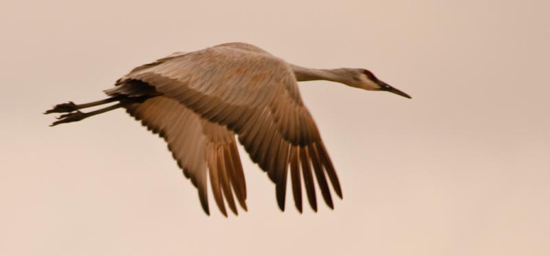 Bosque-2924 - Flight ©2009 Dan Stevenson