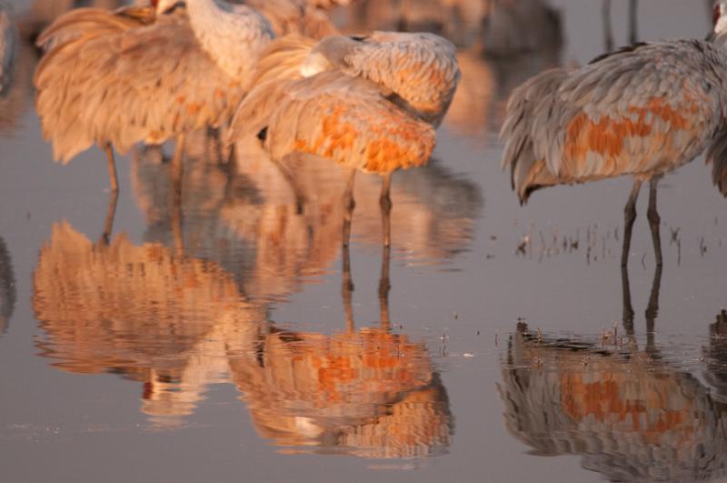 Bosque-3326 - First Light in the Pond ©2009 Dan Stevenson