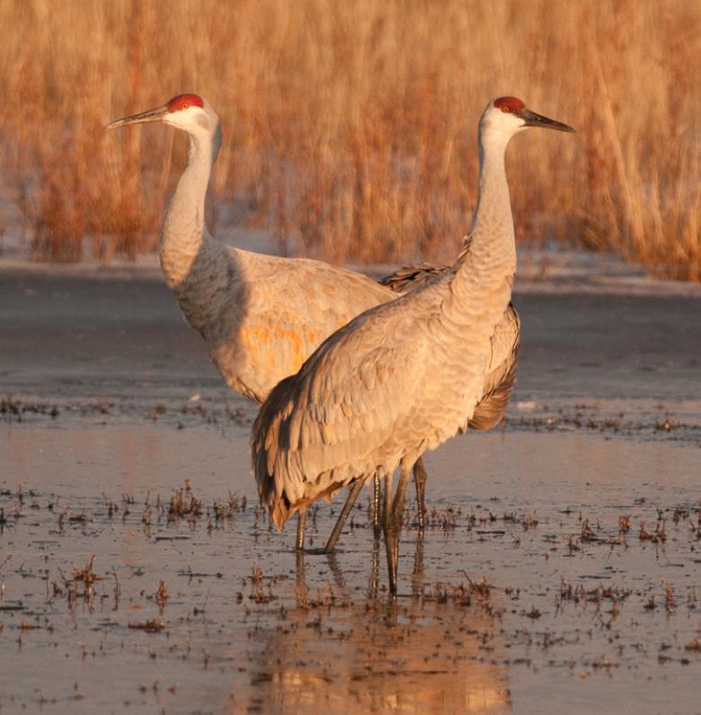 Bosque-3338 - Morning ©2009 Dan Stevenson
