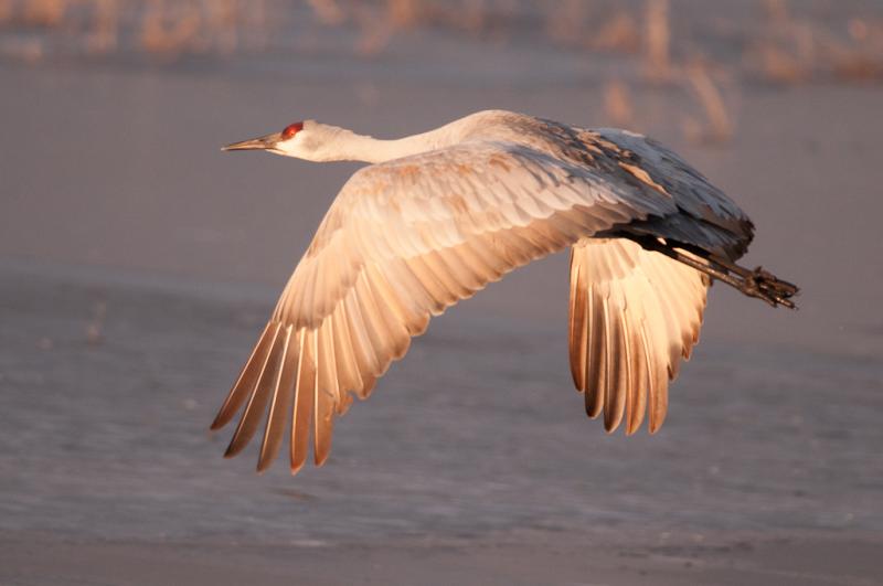 Bosque-3356 - Morning Flight ©2009 Dan Stevenson