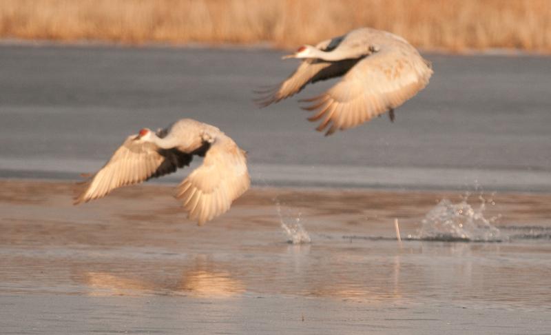 Bosque-3381 - Morning Flight ©2009 Dan Stevenson