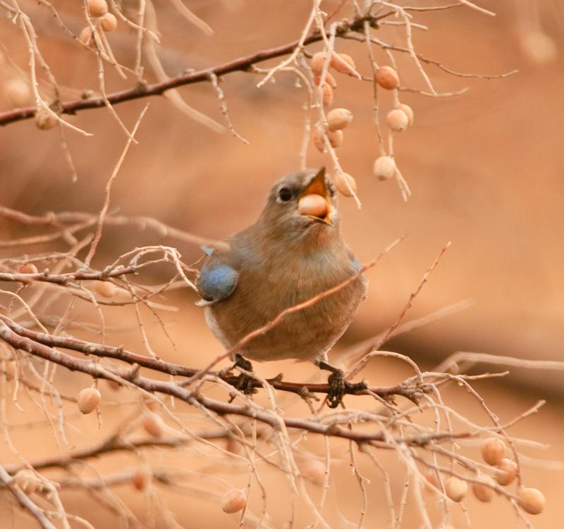 _DSC3078 - Blue Bird Breakfast ©2009 Dan Stevenson