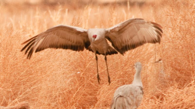 _DSC3110 - Dropping In ©2009 Dan Stevenson