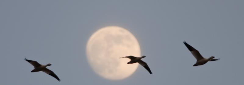 _DSC3267 - Night Flight ©2009 Dan Stevenson