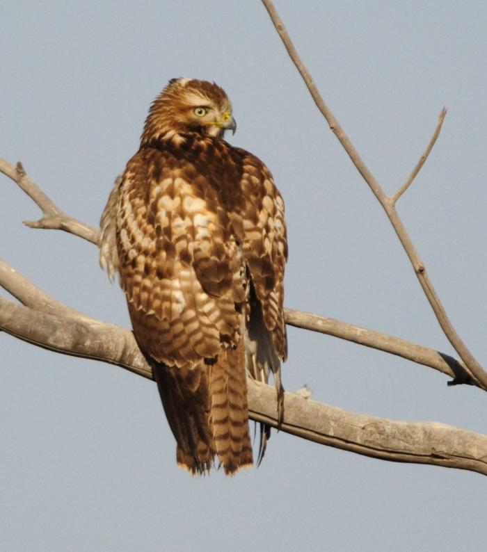 _DSC3427 - Looking for Breakfast ©2009 Dan Stevenson