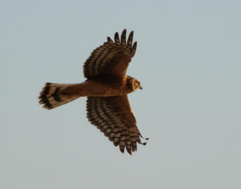 _DSC3504 - Kestrel in Flight ©2009 Dan Stevenson