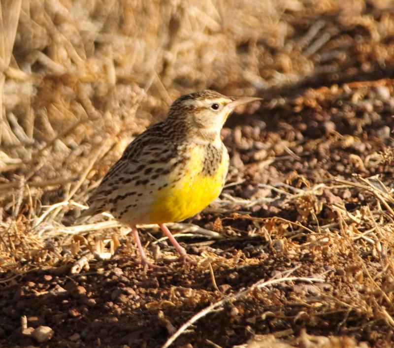 _DSC3508 - Morning Meadowlark ©2009 Dan Stevenson