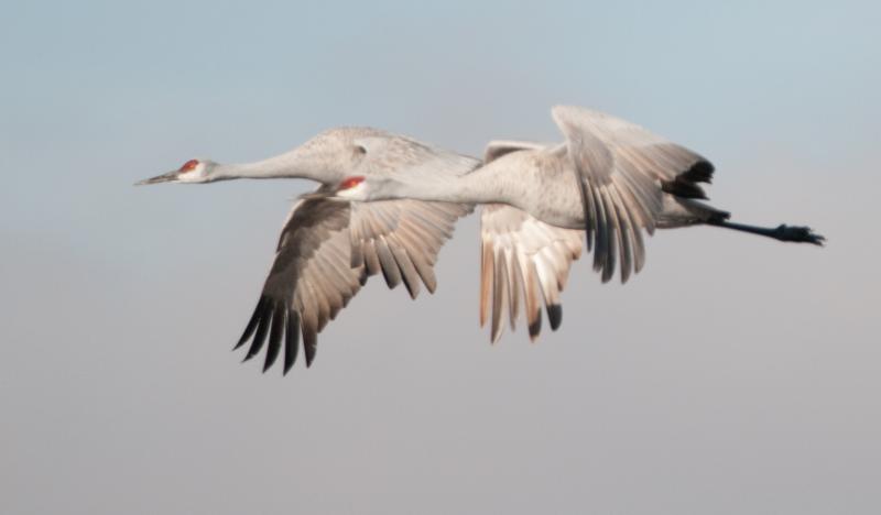 _DSC3527 - Paired in flight ©2009 Dan Stevenson